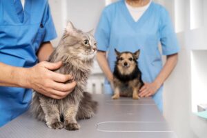 chien chat prevention assurance