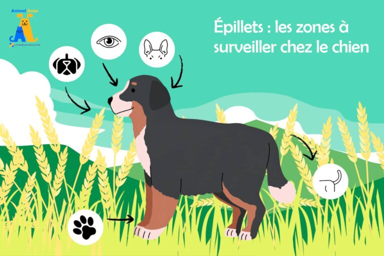 epillet chien zone a risque