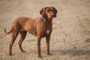 perte poids chien