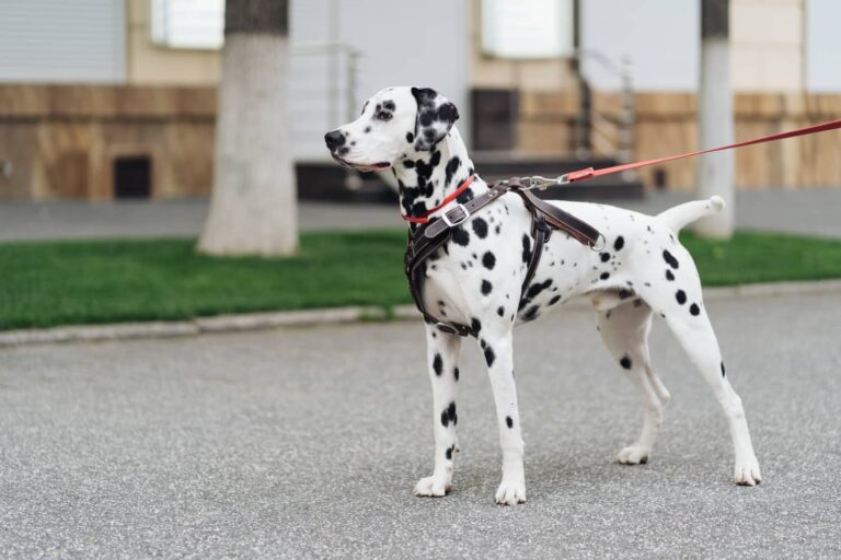 assurance sante chien dalmatien