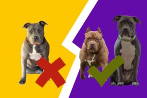 idées recues chiens catégorisés
