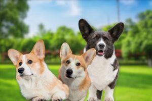 welsh corgi assurance