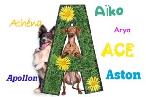 top 10 nom en a chien chat