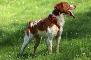 epagneul breton assurance
