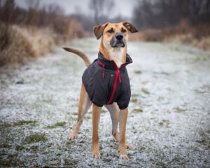 manteau chien froid