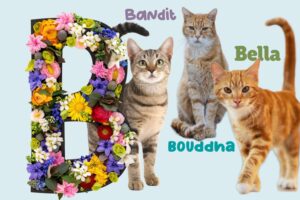 noms de chat en b 2026