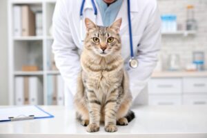 bilan santé chat