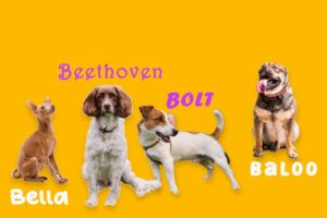 nom chien en b 2026