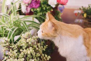 plante jardin chat