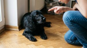 faut il punir son chien