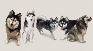 pomsky assurance chien