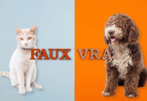vrai faux assurance chien chat