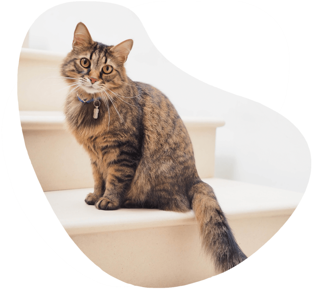 Assurance Sante Animaux Chiens Et Chats Animal Assur Assurance Sante Animaux Chiens Et Chats Animal Assur