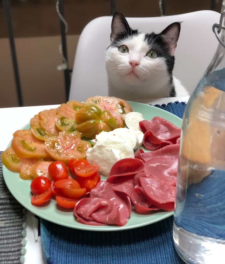 aliments interdits chaton
