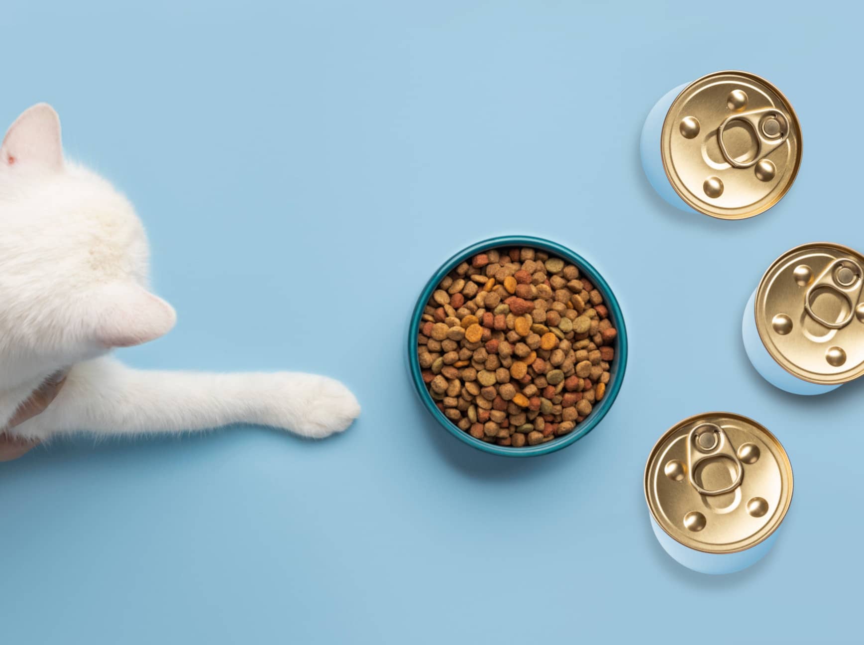 Quelle nourriture convient à un chaton à partir de 2 mois
