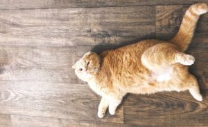 obésité chat