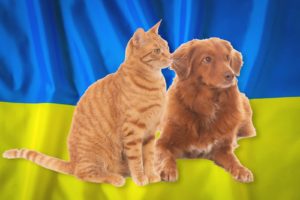 aide chien chat ukraine