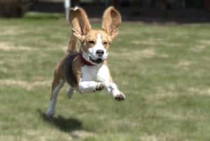 beagle chien