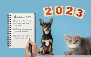 résolution chien chat 2023