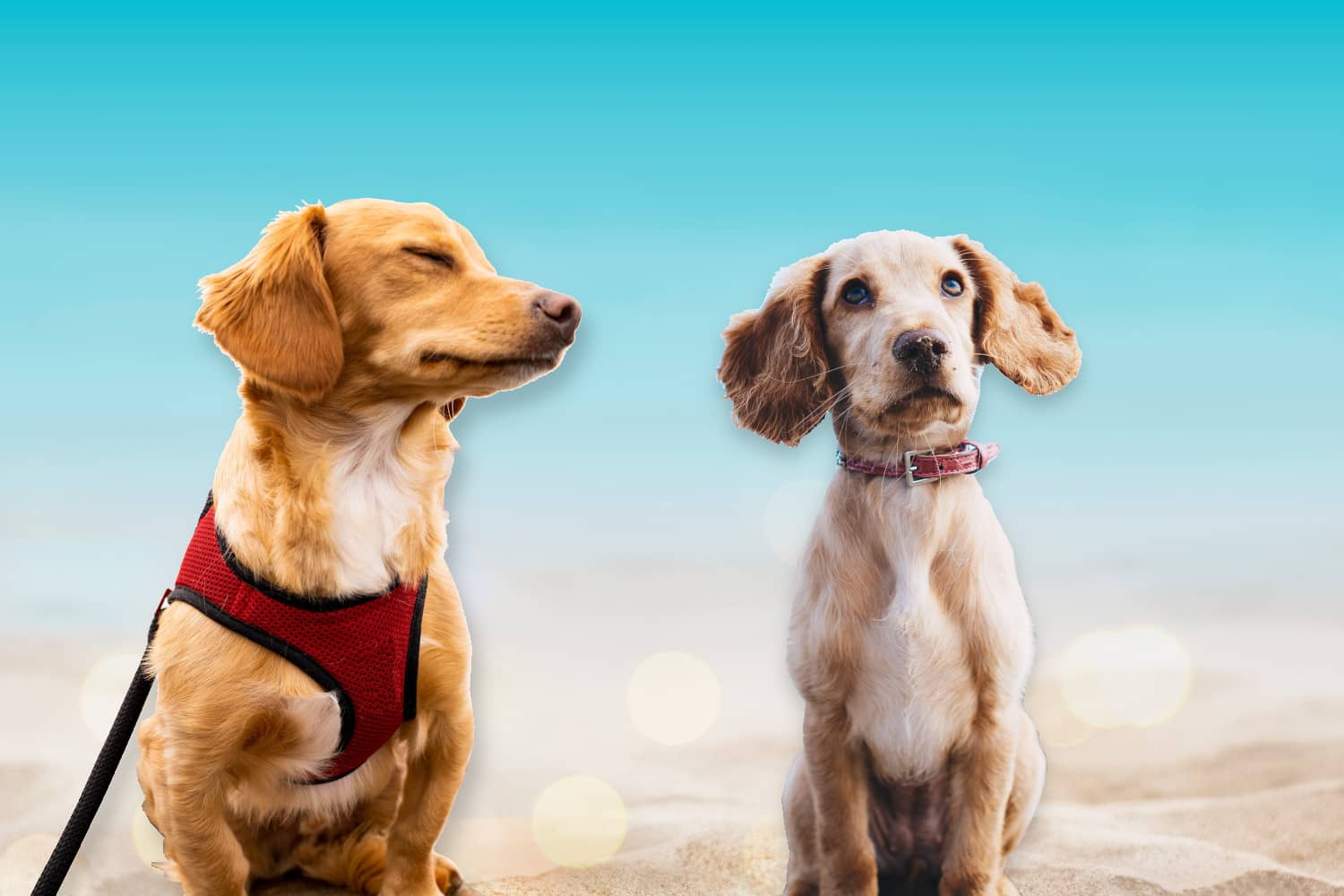 Collier ou harnais – qu'est-ce qui convient le mieux à votre chien ? -  Omlet Blog France