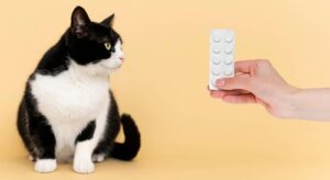 donner des médicaments a son chat