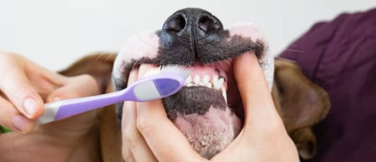 brosser dent chien
