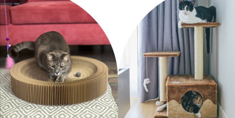 jouets chat appartement