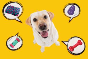 jouets pour chien